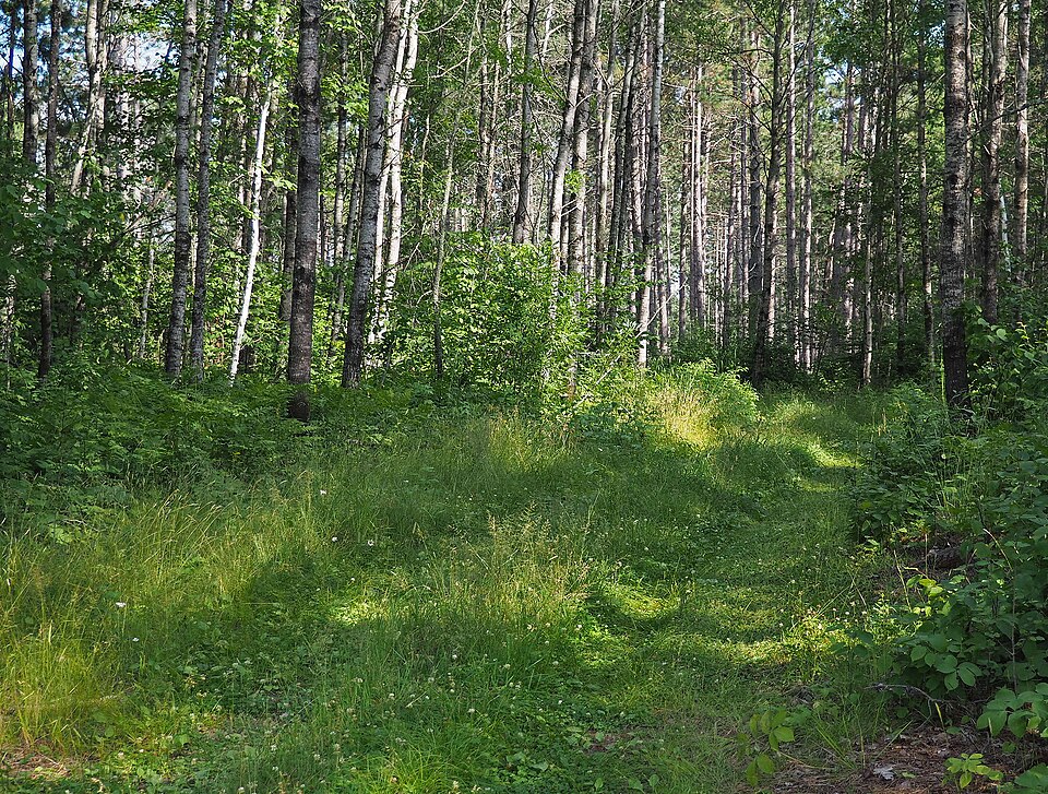 Photograph of Height of Land Portage