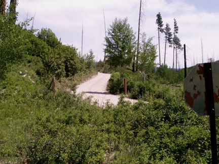 Photograph of Bowman Lake Road