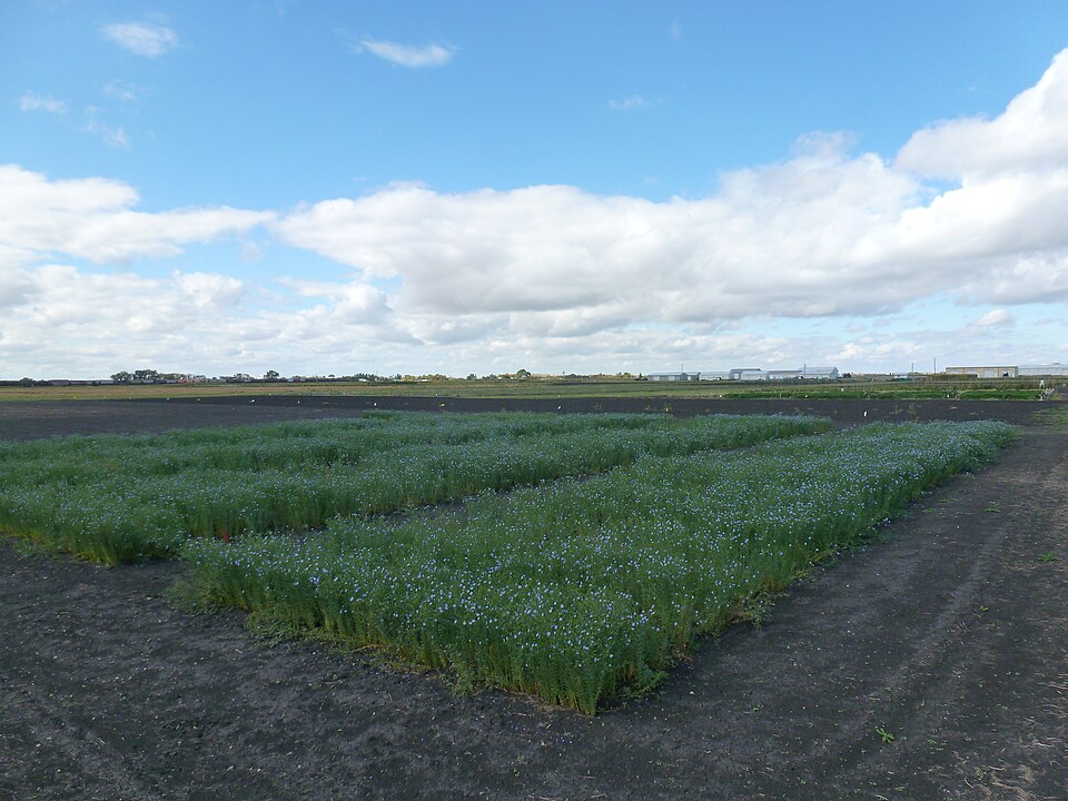 Photograph of Research Plot 30