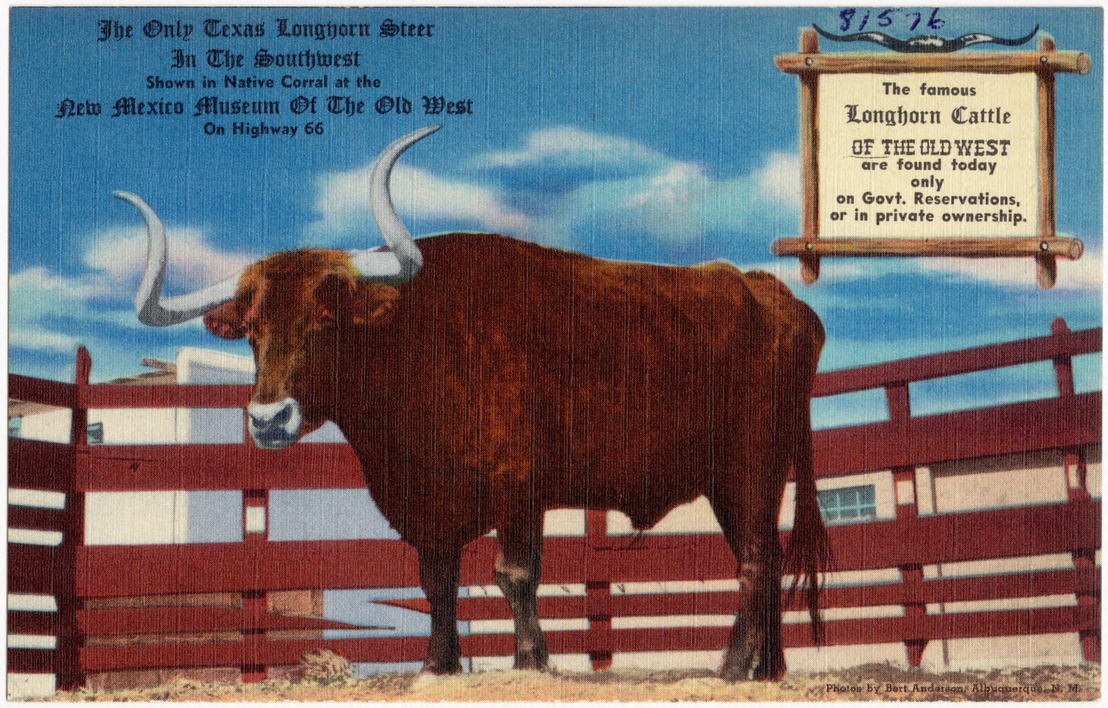 The only Texas Longhorn Steer in the Southwest, shown in native corral at the New Mexico Museum of the Old West, on Highway 66, Boston Public Library - undated