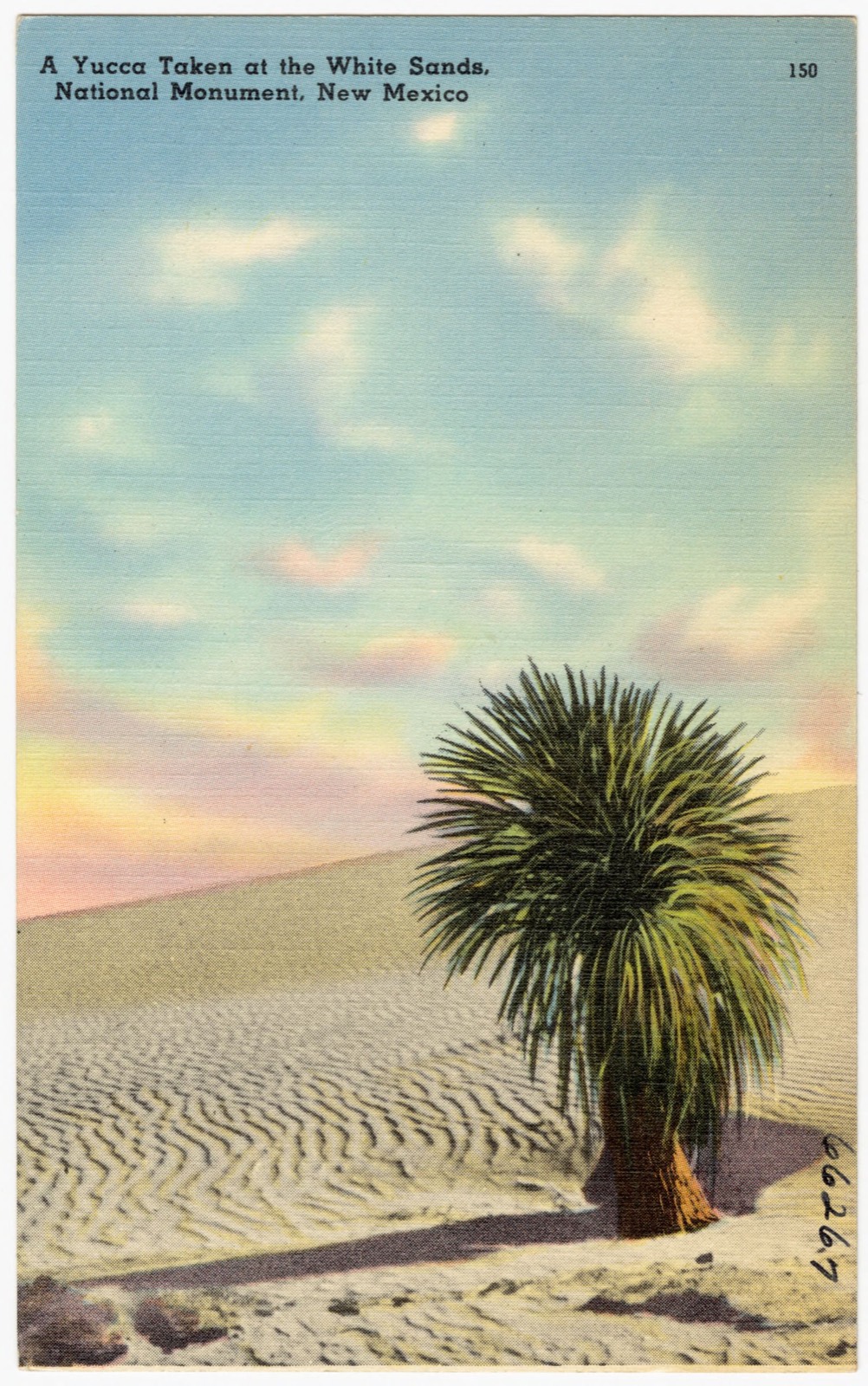 A yucca taken at the White Sands, National Monument, New Mexico, Boston Public Library - undated