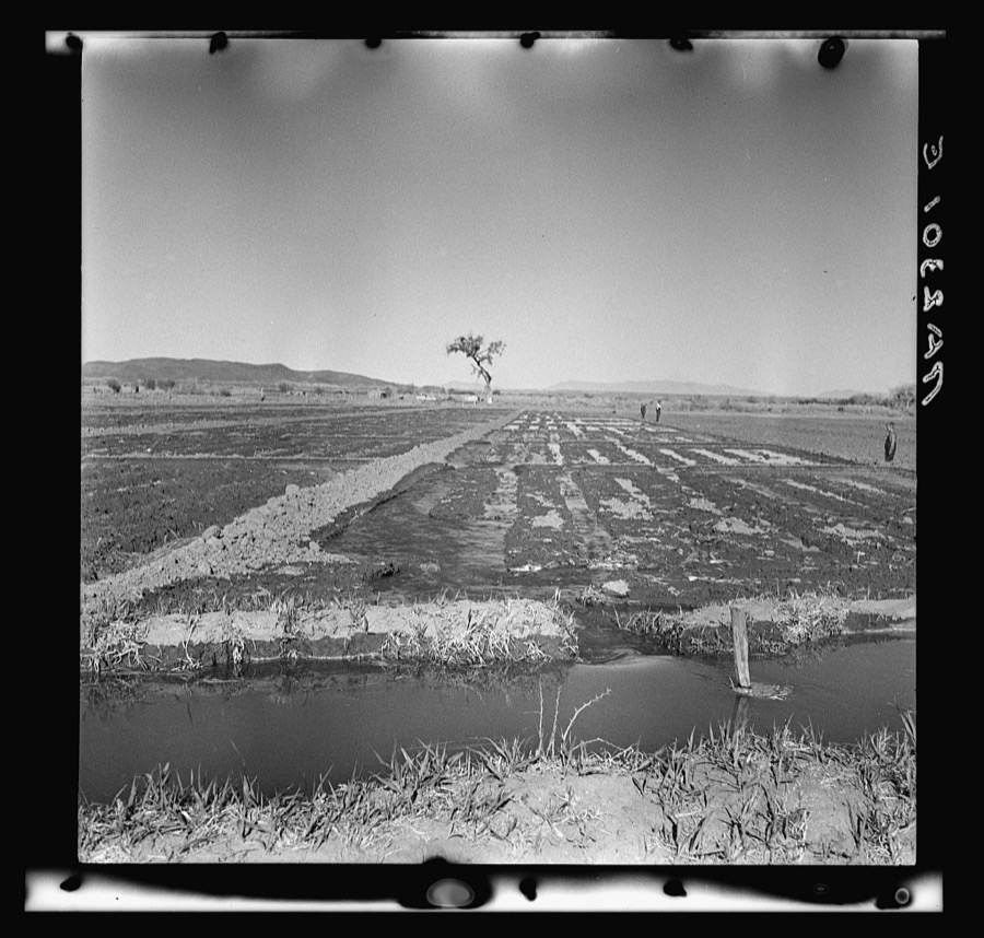 Irrigating a field. Dona Ana County, New Mexico