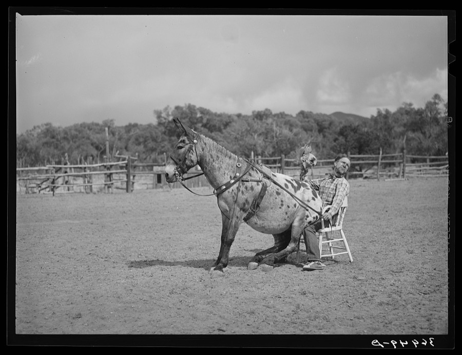 Clown rider with his trick mule at rodeo. Quemado, New Mexico