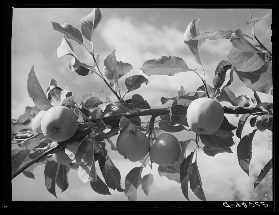 Apples are one of the main fruit crops along the Rio Pueblo at Dixon, New Mexico