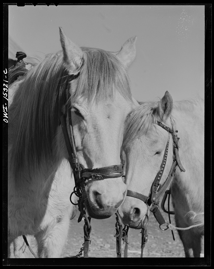 Chacon, Mora County, New Mexico. Saddle horses