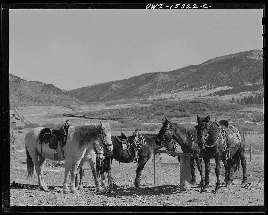 Chacon, Mora County, New Mexico. Saddle horses