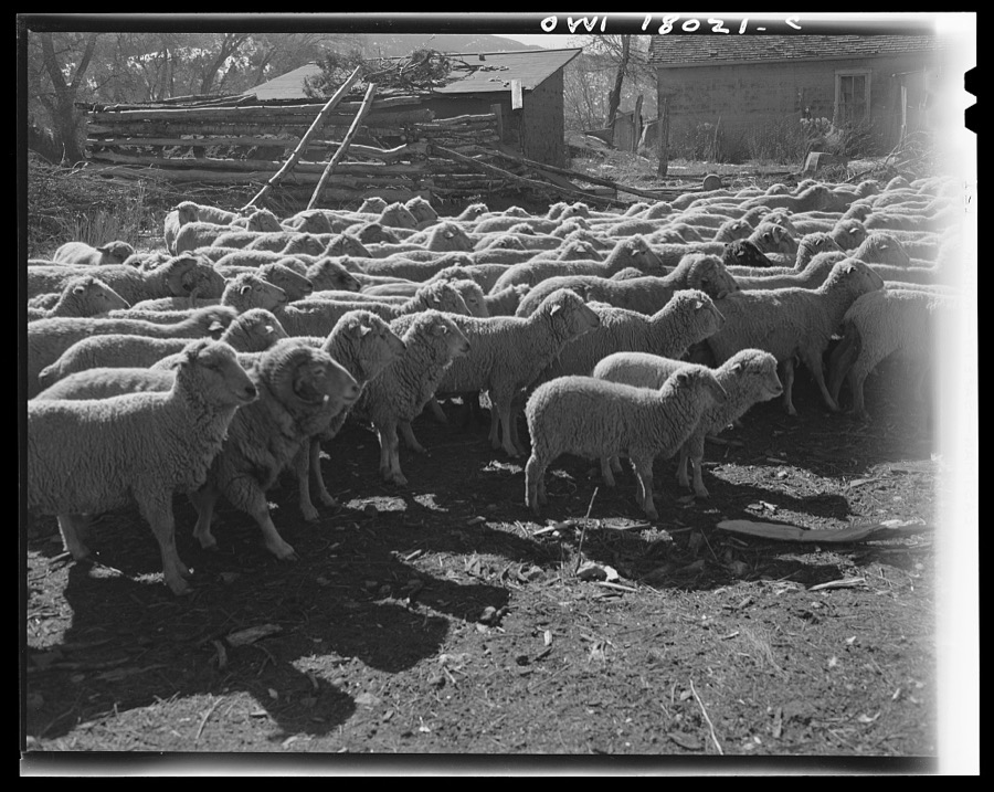 Penasco, New Mexico. A sheep ranch