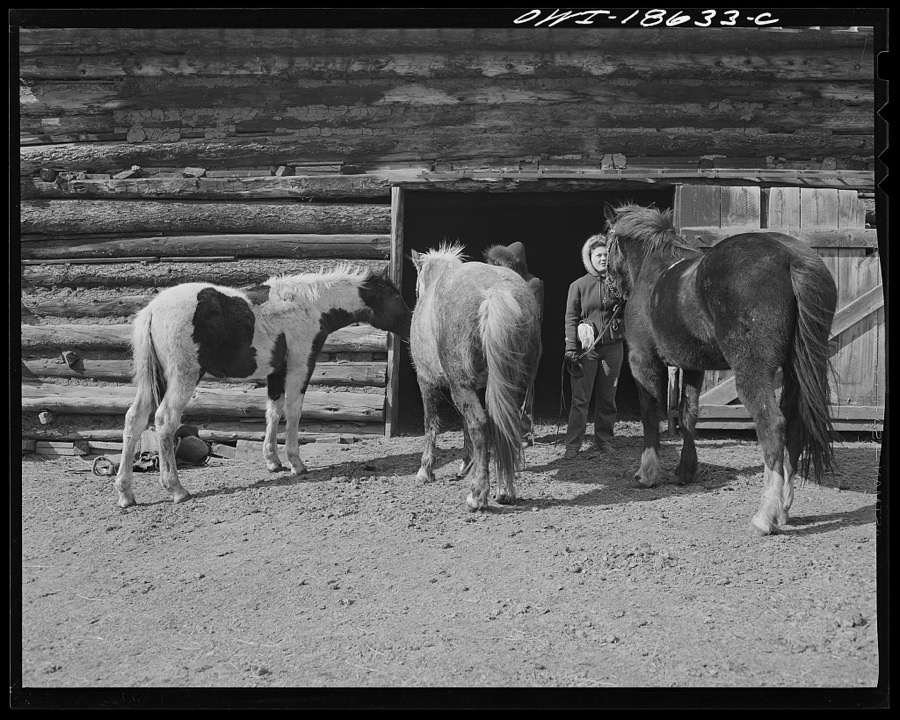 Moreno Valley, Colfax County, New Mexico. Daughters of George Mutz, a second generation cattle rancher, "saddling up" their mounts