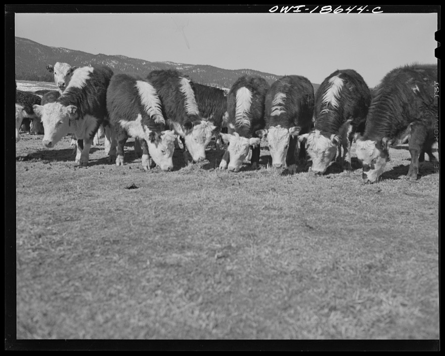 Moreno Valley, Colfax County, New Mexico. Cattle winter feeding