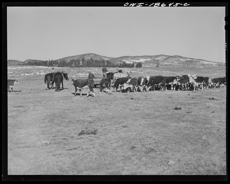 Moreno Valley, Colfax County, New Mexico. Cattle winter feeding