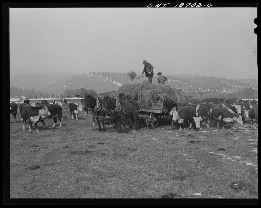Moreno Valley, Colfax County, New Mexico. Cattle winter feeding on George Mutz's ranch