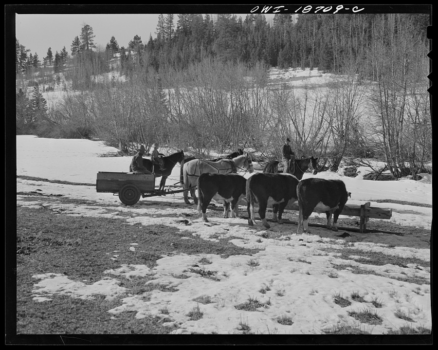 Moreno Valley, Colfax County, New Mexico. Putting out winter feed