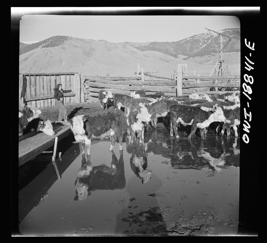 Moreno Valley, Colfax County, New Mexico. Cattle in a corral