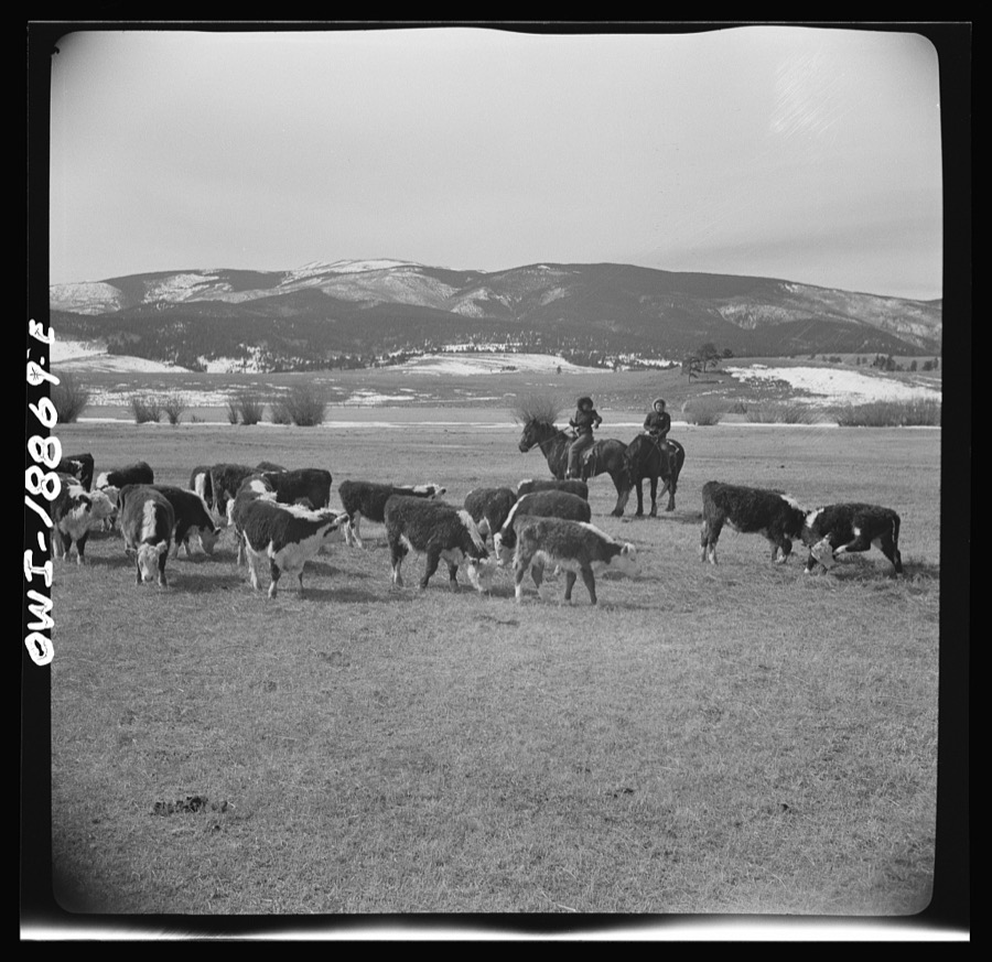 Moreno Valley, Colfax County, New Mexico. George Mutz's daughters holding stock on the winter range for feeding