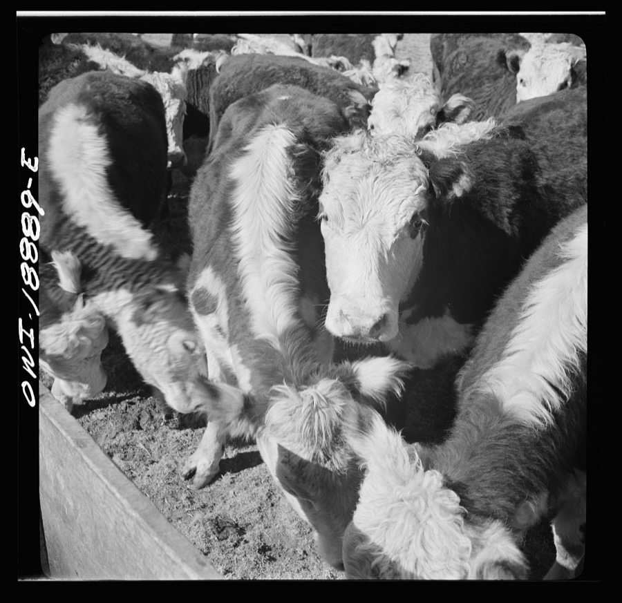 Moreno Valley, Colfax County, New Mexico. Stock on George Mutz's ranch