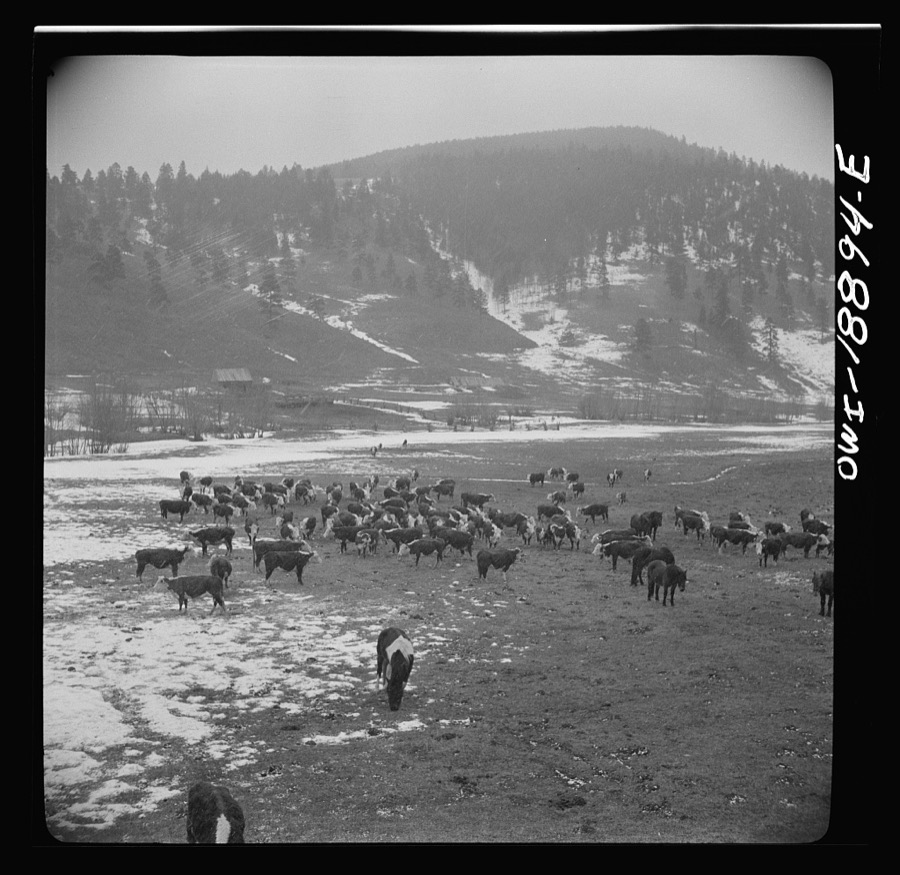 Moreno Valley, Colfax County, New Mexico. Winter feeding on George Mutz's ranch