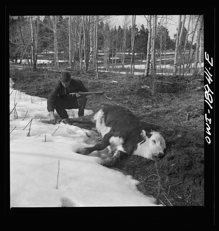 Moreno Valley, Colfax County, New Mexico. The older Mutz boy inspecting a coyote trap