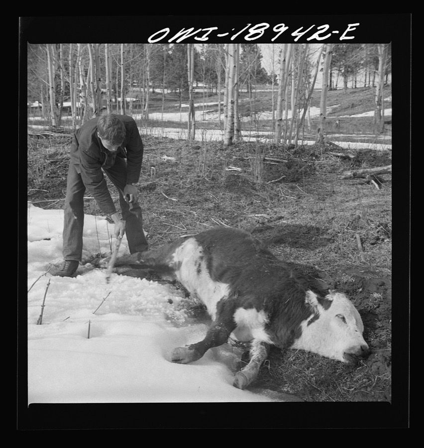 Moreno Valley, Colfax County, New Mexico. Covering up a coyote trap which he has placed near a carcass used as bait