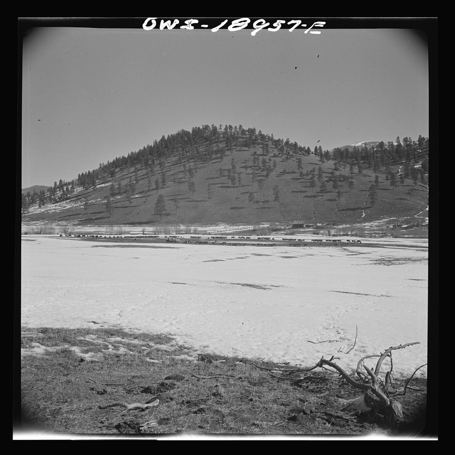 Moreno Valley, Colfax County, New Mexico. Winter feeding on George Mutz's ranch