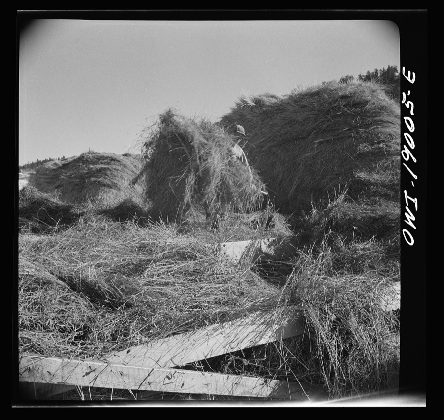 Moreno Valley, Colfax County, New Mexico. Pitching hay into a rack for winter feeding on the Mutz ranch