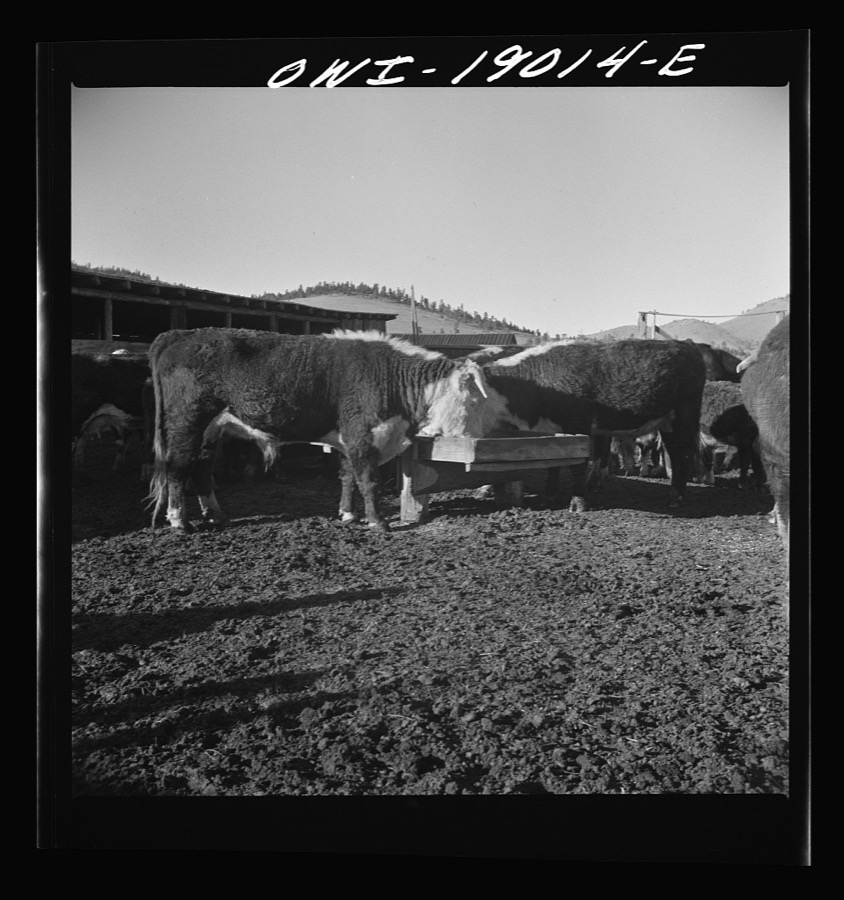 Moreno Valley, Colfax County, New Mexico. Fattening stock on the Mutz ranch