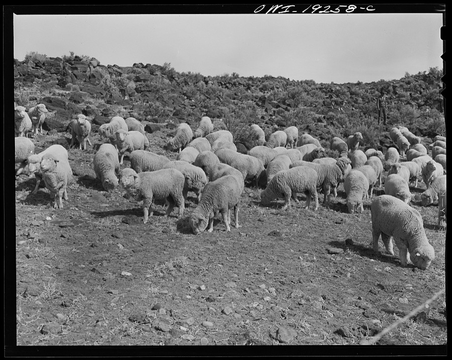 Los Cordovas, west of Taos, Taos County, New Mexico. Sheep which belong to Blas Chavez, a Spanish-American rancher