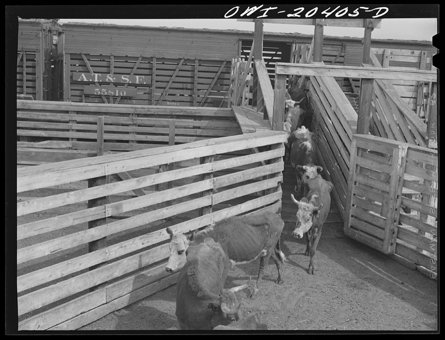 Albuquerque, New Mexico. Unloading cattle just arrived at the stockyards from Mexico on the Atchison, Topeka and Santa Fe Railroad