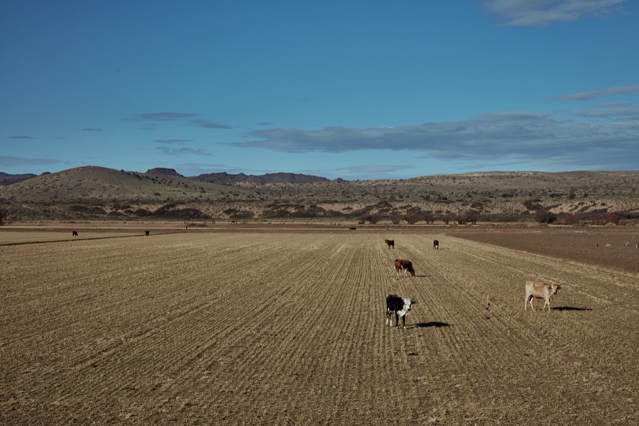 Cattle feed and look around their surroundings on plowed farmland near San Acacia in central New Mexico