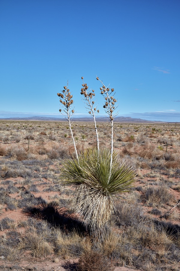 A lone cactus, well past blooming, does not do much to soften the harsh central New Mexico landscape, near Carrizozo