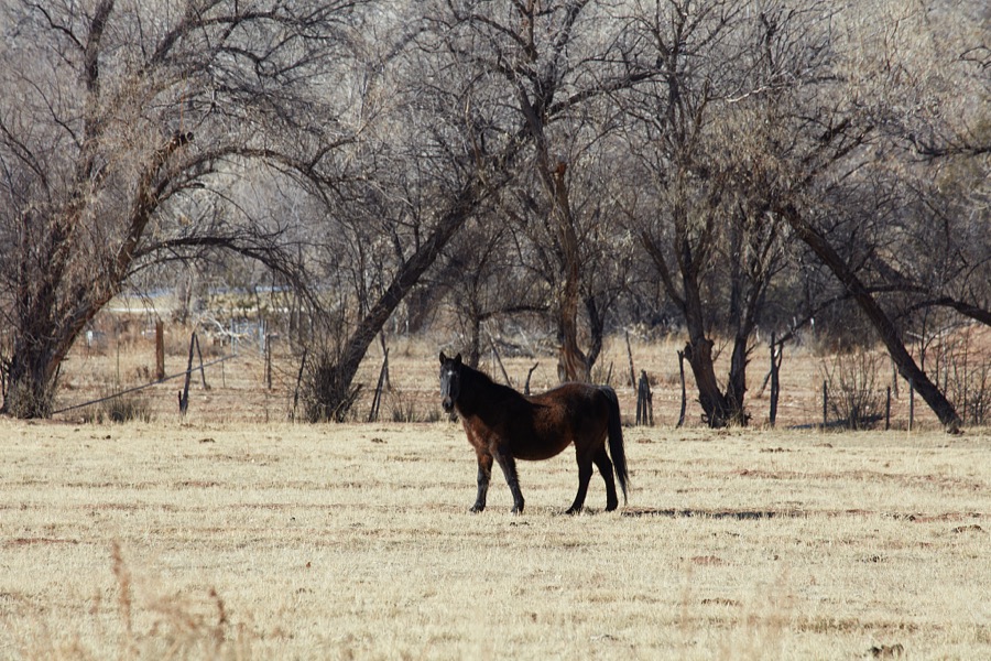 A handsome horse beside a wintertime copse of trees near La Cienega in a vast valley southwest of Santa Fe, New Mexico