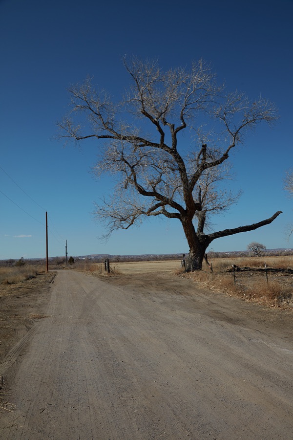 What appears to be a struggling, but surviving, cottonwood tree, sporting its whitish winter look, near Bernailillo, New Mexico