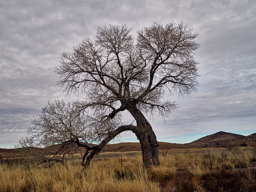 A lone tree and low mountains on a winter's day in southern New Mexico's Sierra County