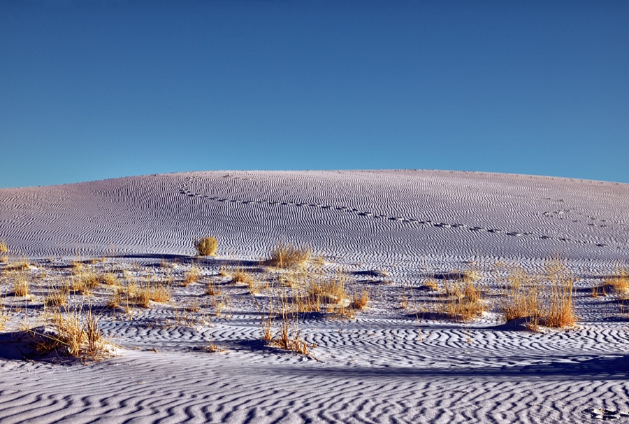 Hardy plants jut through the surface at White Sands National Park in southern New Mexico's Tularosa Basin