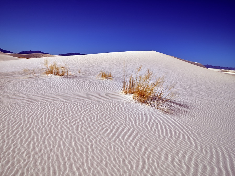 Hardy plants jut through the surface at White Sands National Park in southern New Mexico's Tularosa Basin