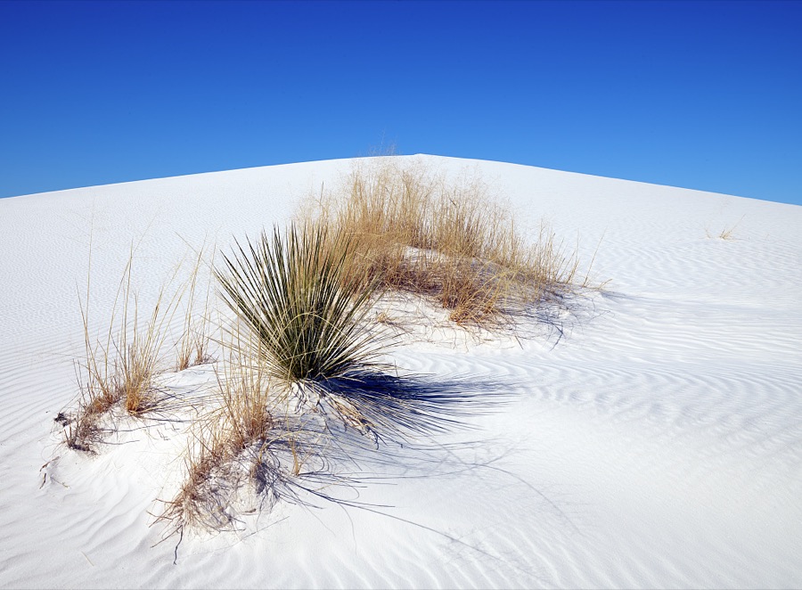 Hardy plants jut through the surface at White Sands National Park in southern New Mexico's Tularosa Basin