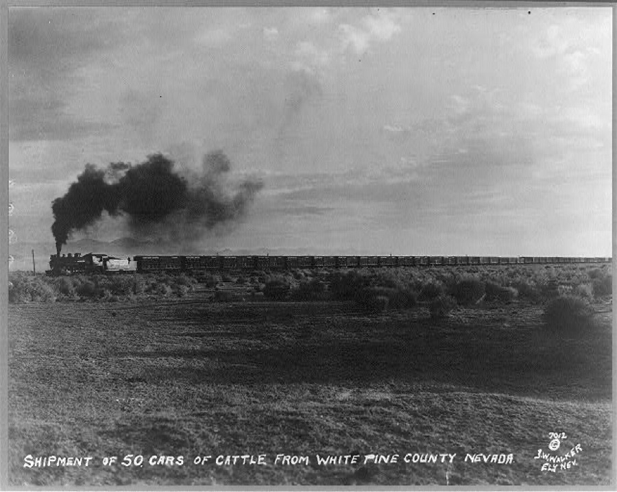 Shipment of 50 cars of cattle from White Pine County, Nevada