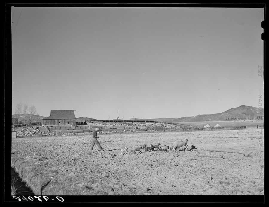 Sheep ranch. Washoe County, Nevada