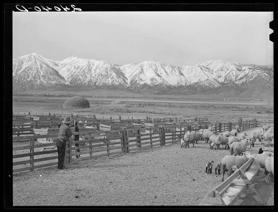 Sheepherder with ewe and newborn twin lambs. Dangberg Ranch, Douglas County, Nevada