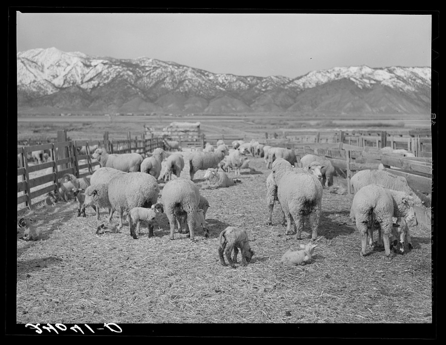 Sheepherder with ewe and newborn twin lambs. Dangberg Ranch, Douglas County, Nevada