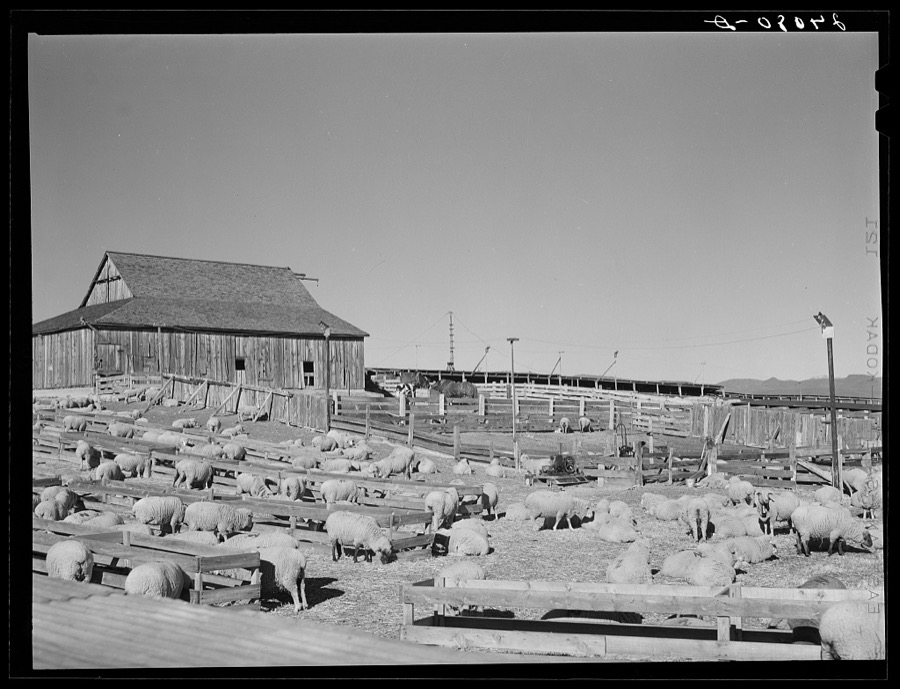 Sheep ranch. Washoe County, Nevada