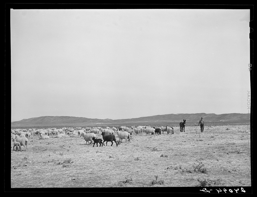 Sheep on range. Dangberg Ranch, Douglas County, Nevada