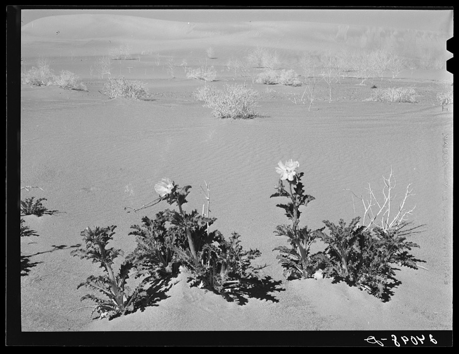 Desert thistle in bloom. Nye County, Nevada