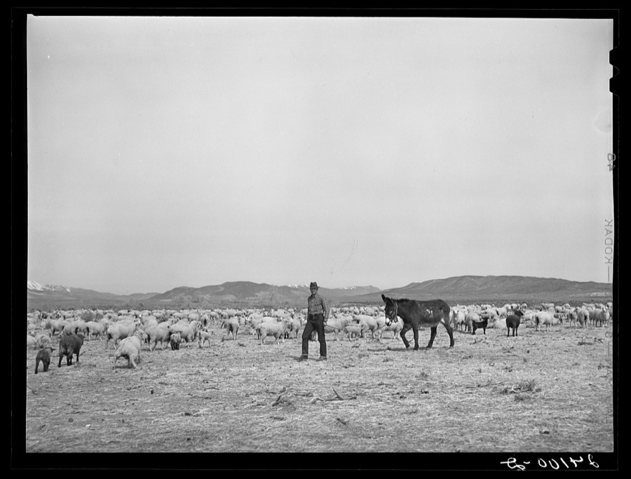 Sheep on range. Dangberg Ranch, Douglas County, Nevada