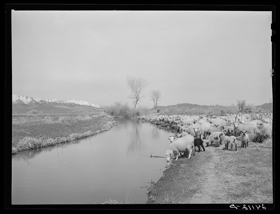 Sheep watering at irrigation ditch. Danberg Ranch, Douglas County, Nevada