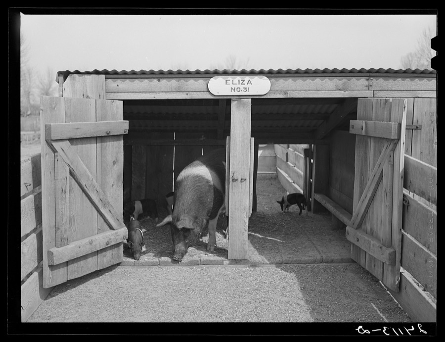 Brood sow with pigs. Danberg Ranch, Douglas County, Nevada