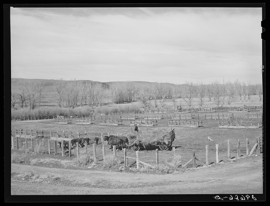 Feeding cattle. Horshoe Ranch, Eureka County, Nevada