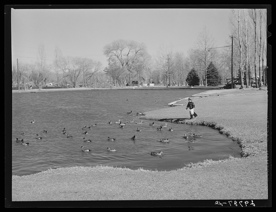 Feeding ducks in park. Reno, Nevada
