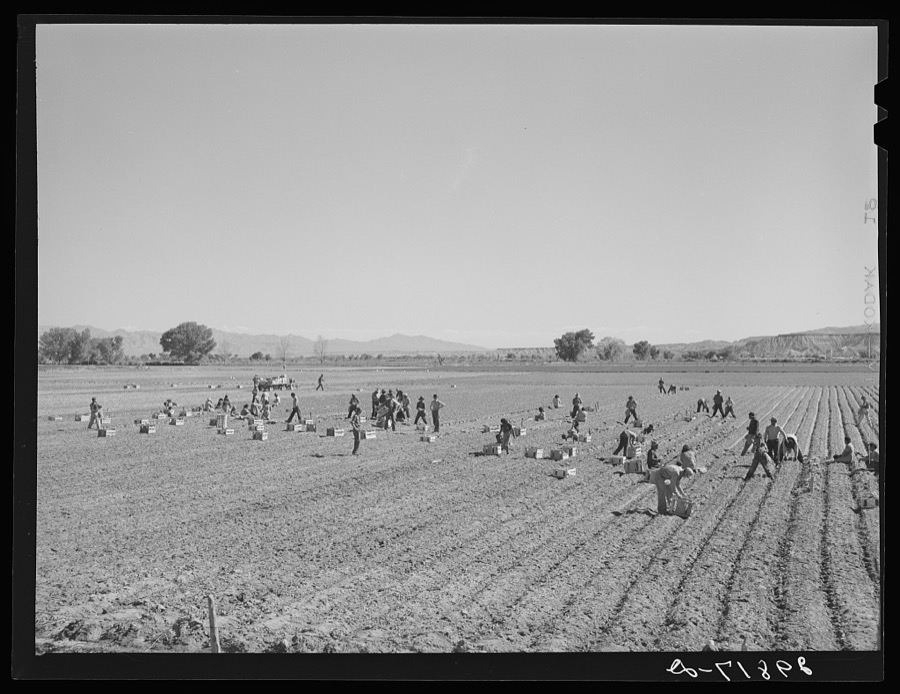 Indians picking radishes on farm near Moapa Reservation, Nevada