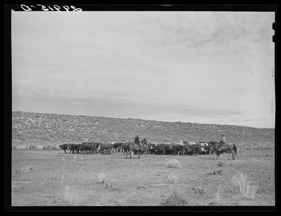 Rounding up of cattle. Elko County, Nevada