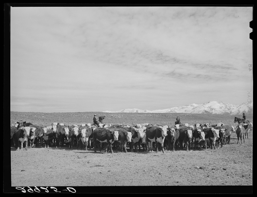 Rounding up of cattle. Elko County, Nevada